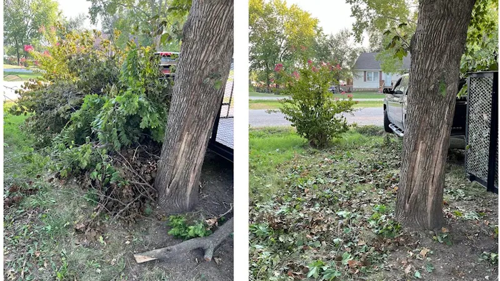 Before-and-after listing photo showing brush and branches removed from around a tree, with the cleared ground visible on the right.